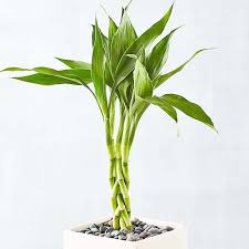 Lucky Bamboo Plant